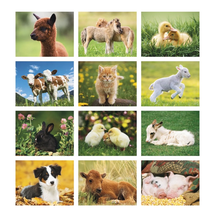 Baby Farm Animals Wall Calendar - 2027