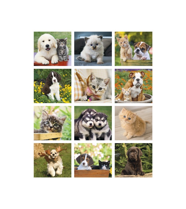 Puppies & Kittens - Mini Wall Calendar 2026